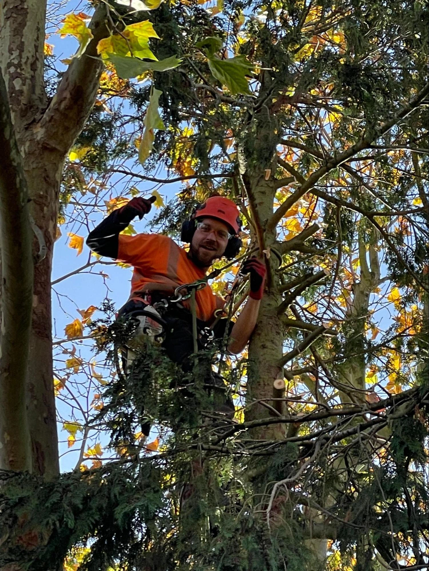 Sidcup Tree Care Experts